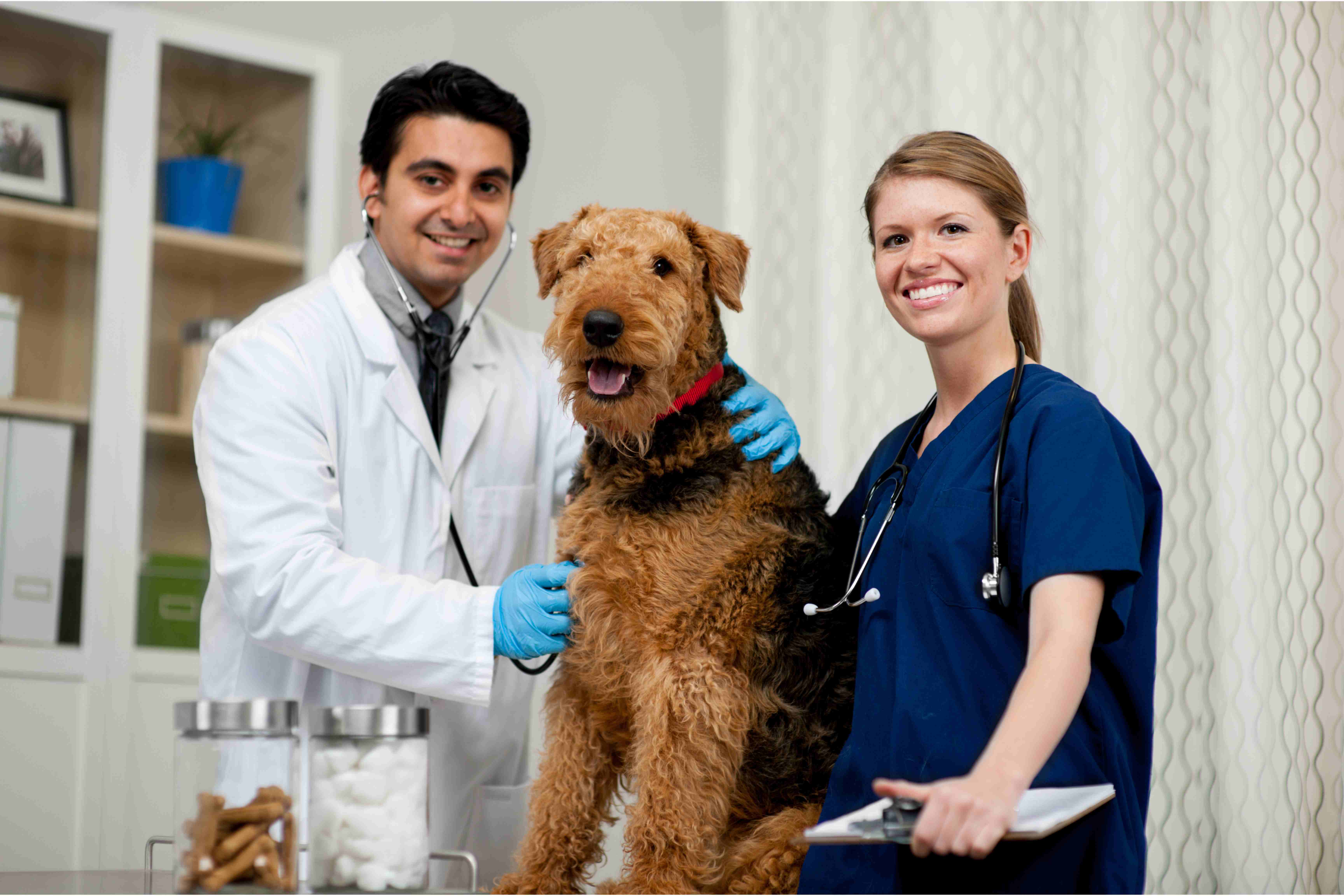 SEO for Veterinarians